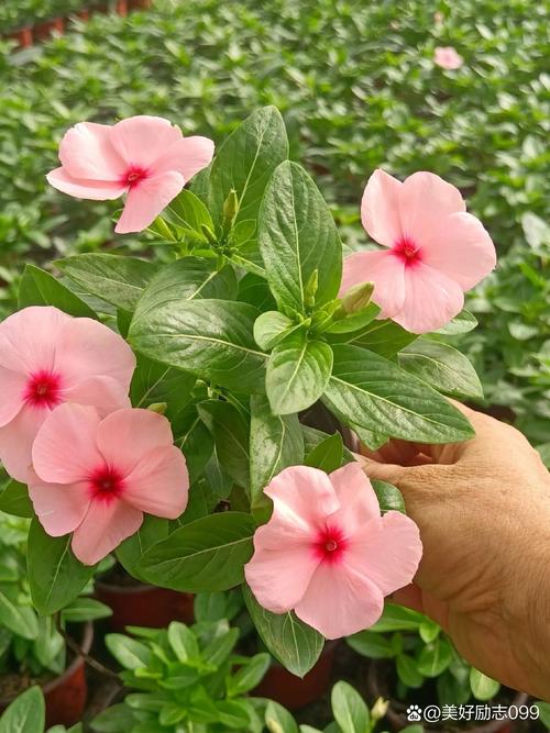 长春花吉利吗?从风水寓意到养护实操,一篇讲透 越冬与越夏管理