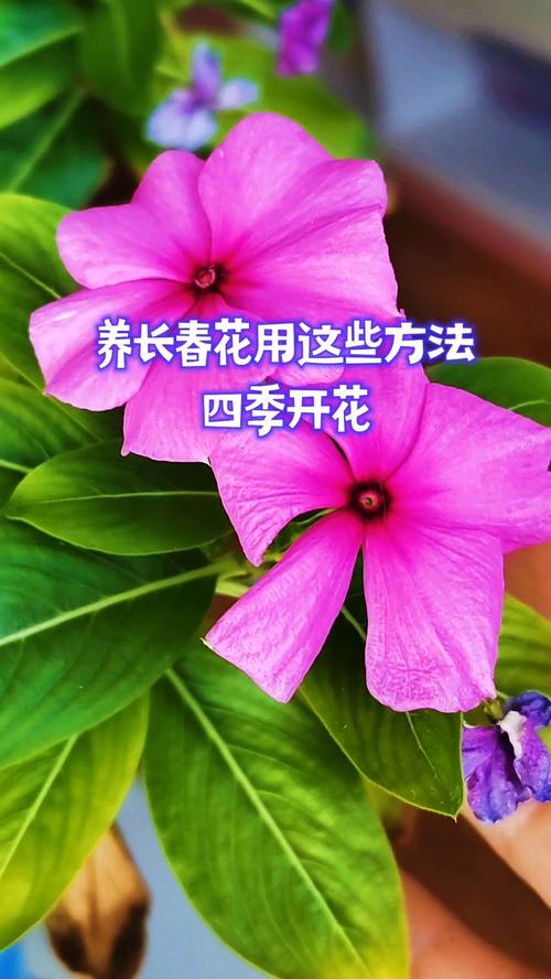 长春花吉利吗?从风水寓意到养护实操,一篇讲透 总结:养好长春花的3个核心动作