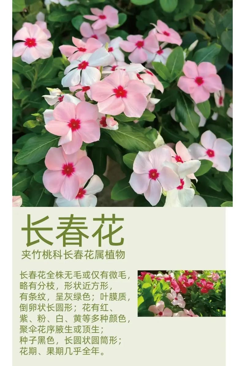 长春花吉利吗?从风水寓意到养护实操,一篇讲透 FAQ