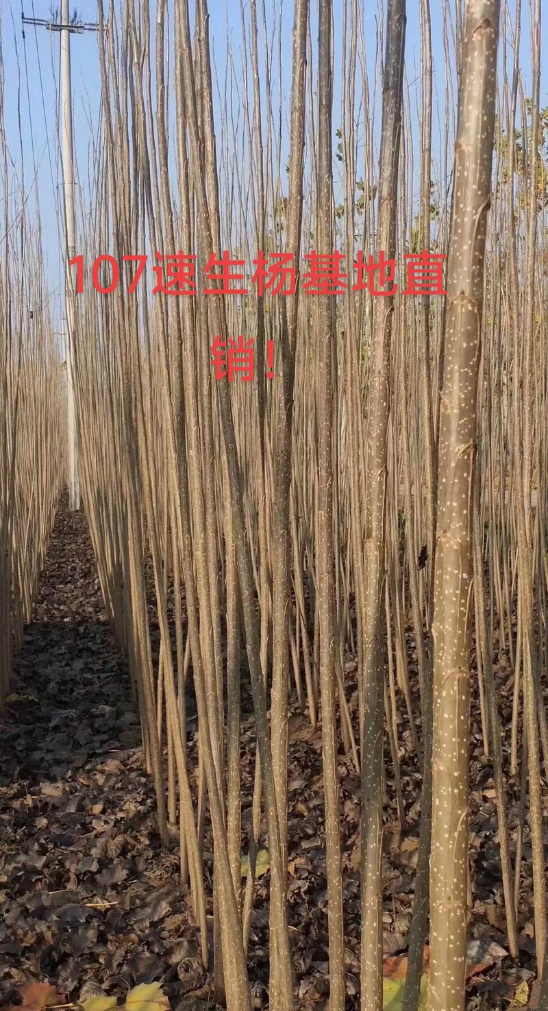 杨树周长1.3米价格 二、产地不同,价格差异明显