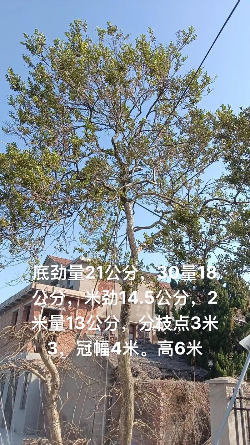 杨树周长1.3米价格 四、数量越大,单价越容易下调