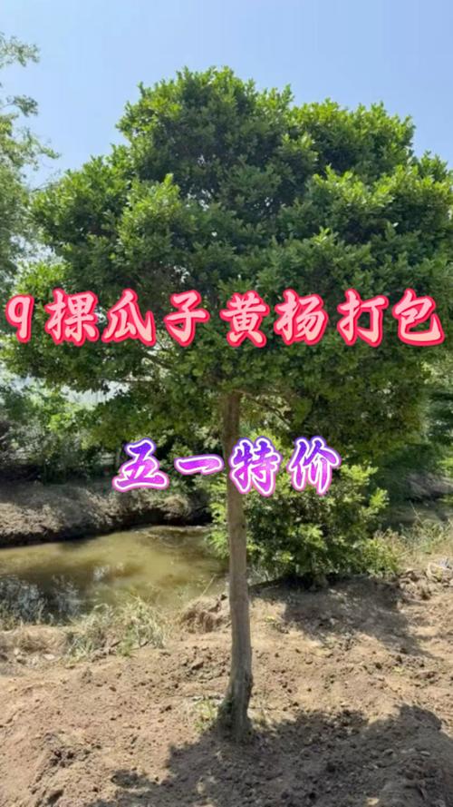 杨树周长1.3米价格 参考区间表
