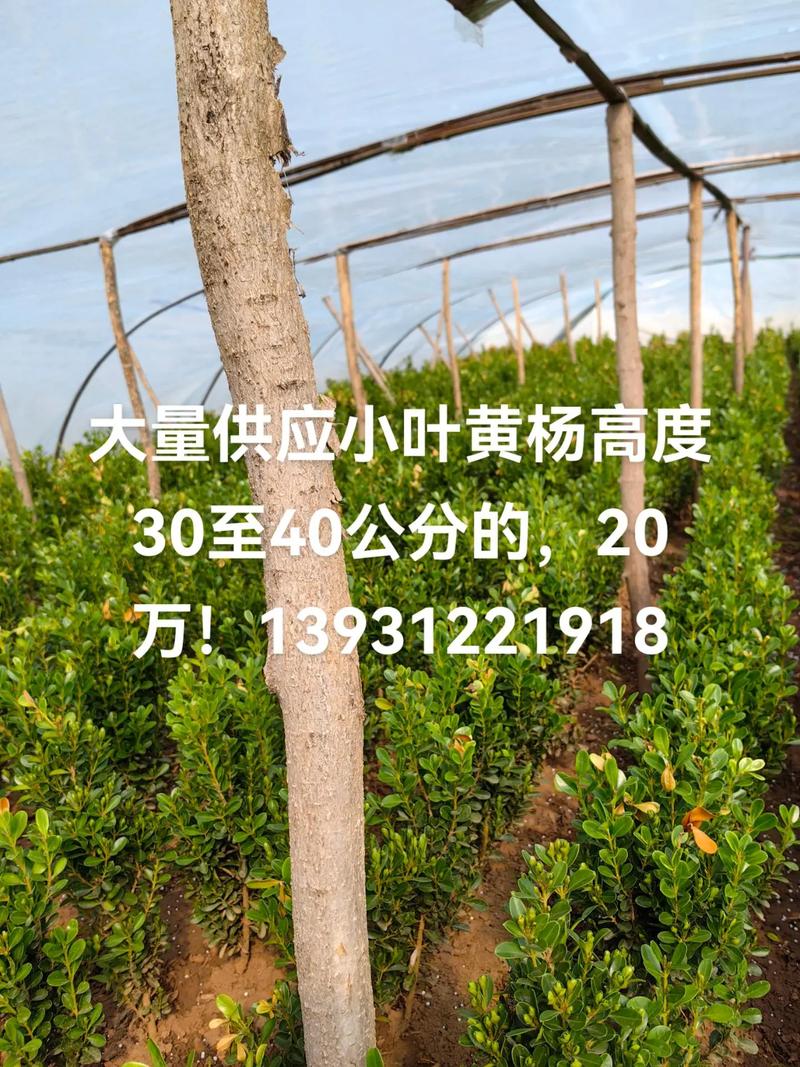 杨树周长1.3米价格 FAQ