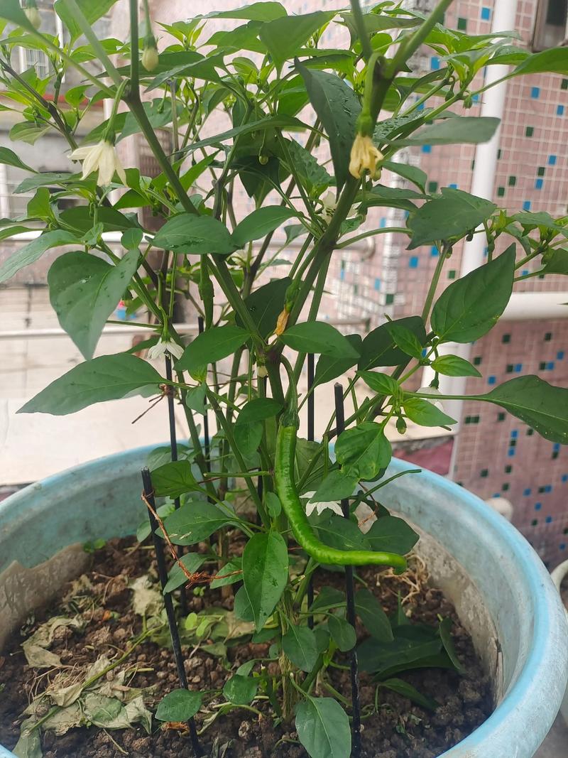 阳台辣椒苗种植与管理全攻略 四、栽植深度