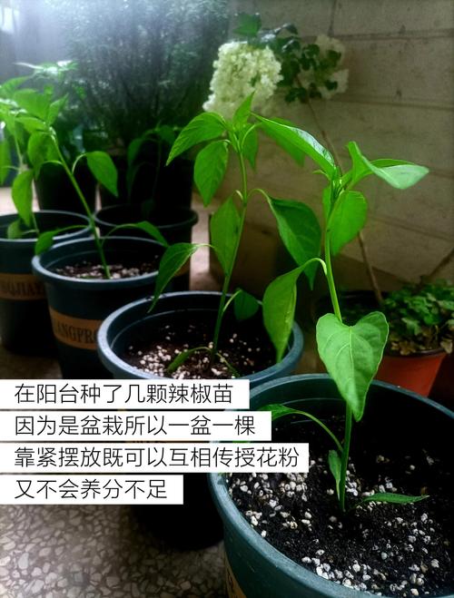 阳台辣椒苗种植与管理全攻略 六、缓苗管理