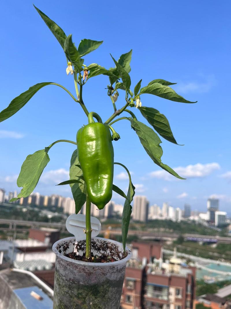 阳台辣椒苗种植与管理全攻略 七、成活注意事项