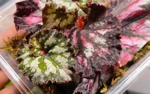 大叶海棠扦插繁殖全指南：成活率提升90%的精准操作方案