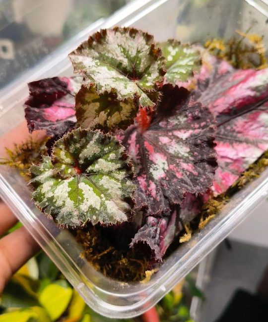 大叶海棠扦插繁殖全指南：成活率提升90%的精准操作方案