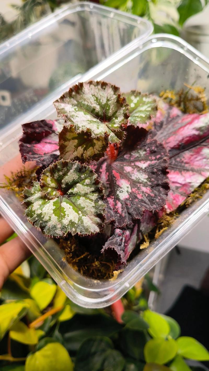 大叶海棠扦插繁殖全指南：成活率提升90%的精准操作方案