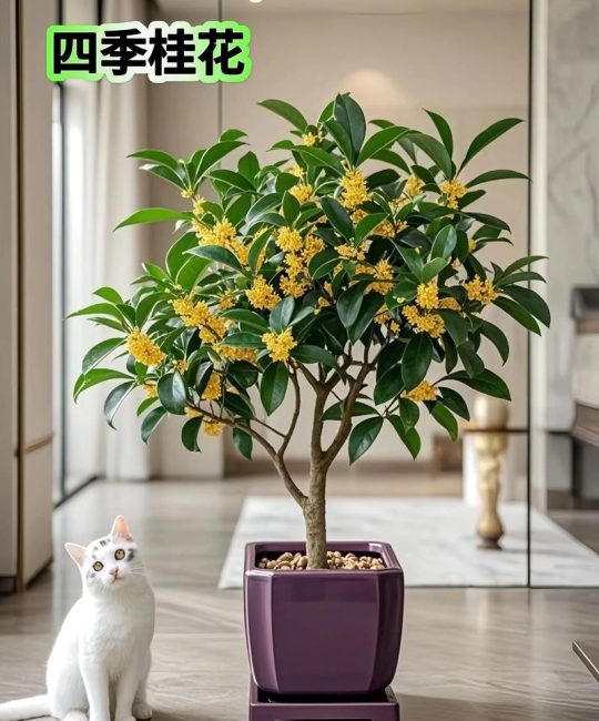 屋里养桂花树的寓意与科学养护全攻略