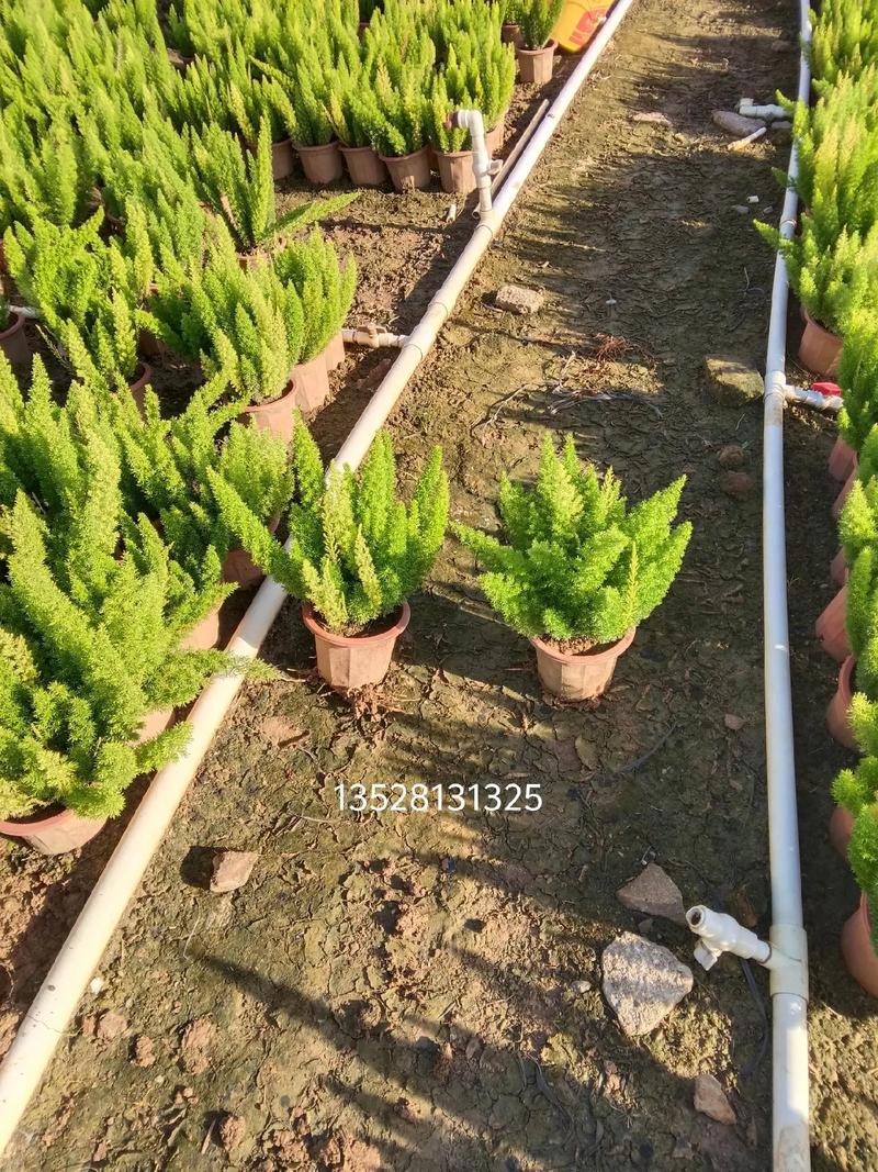 采购数量影响