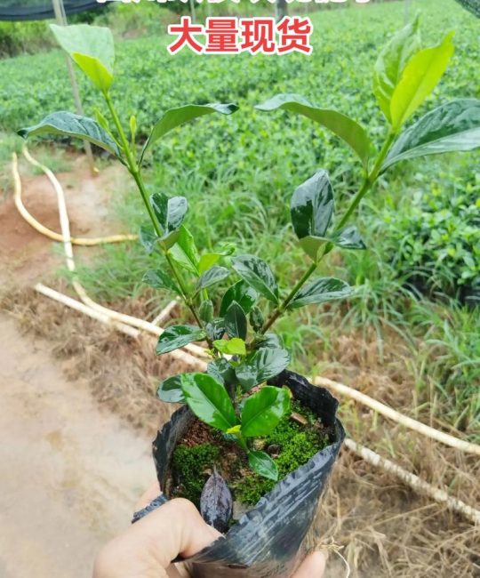 栀子花苗价格多少费用？2025年最新市场参考区间与影响因素详解