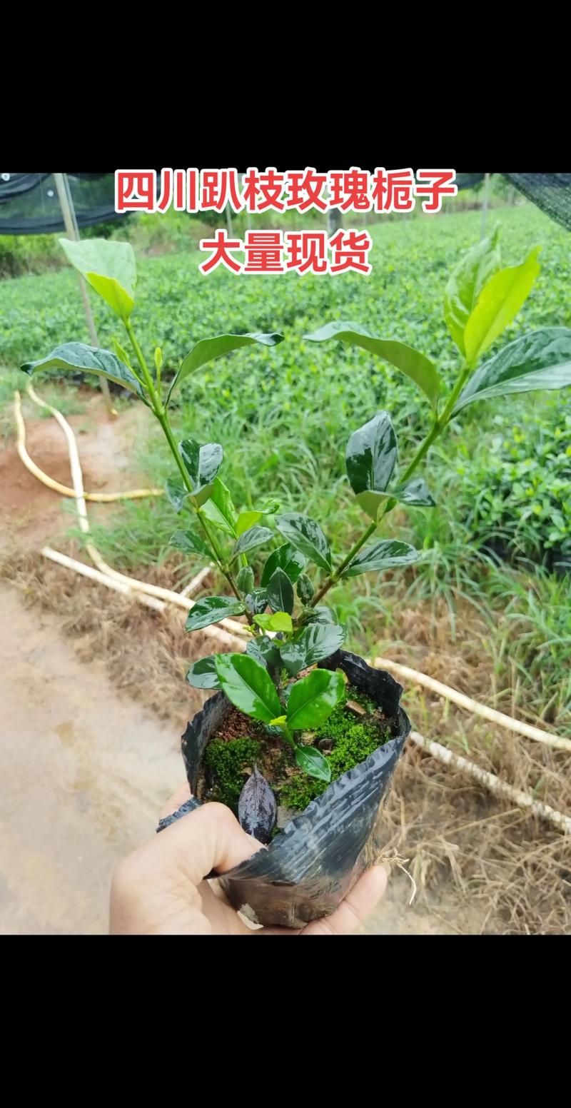 价格快速参考