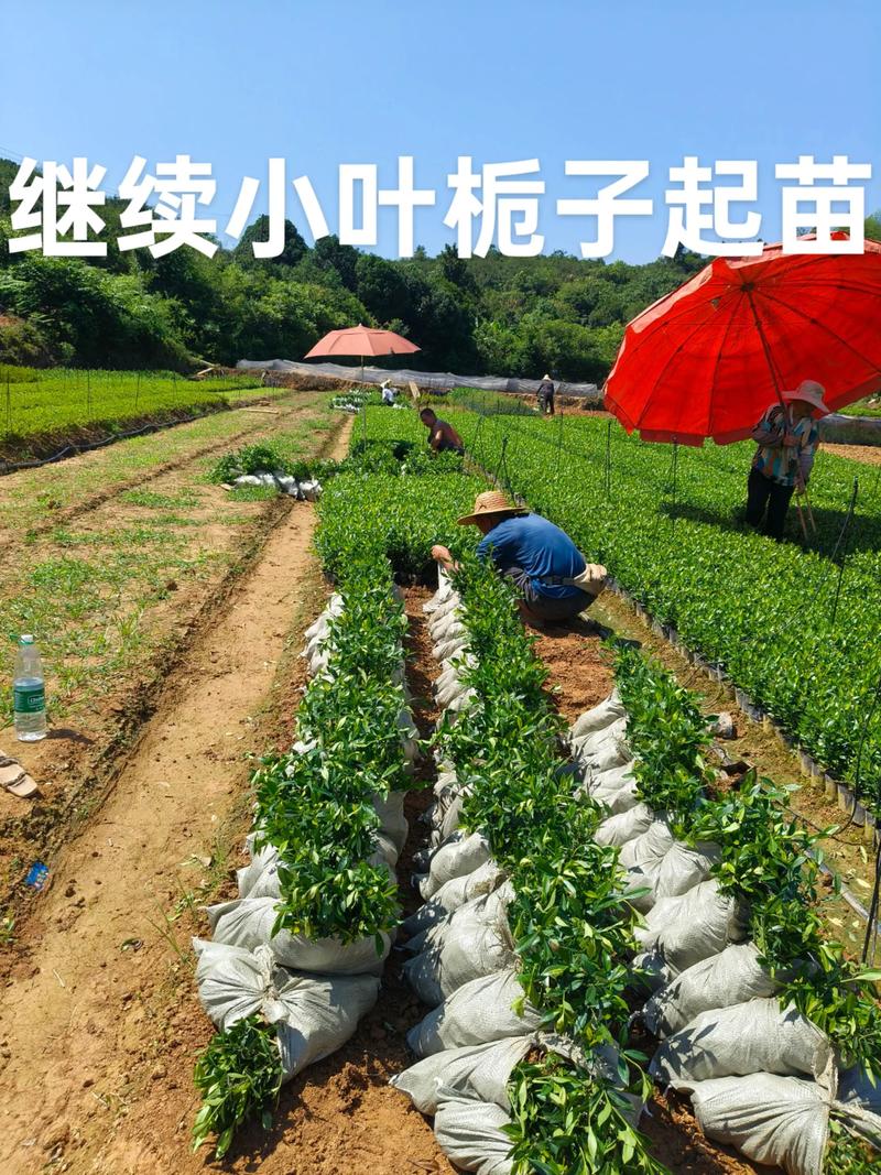 数量：批发与零售价差明显