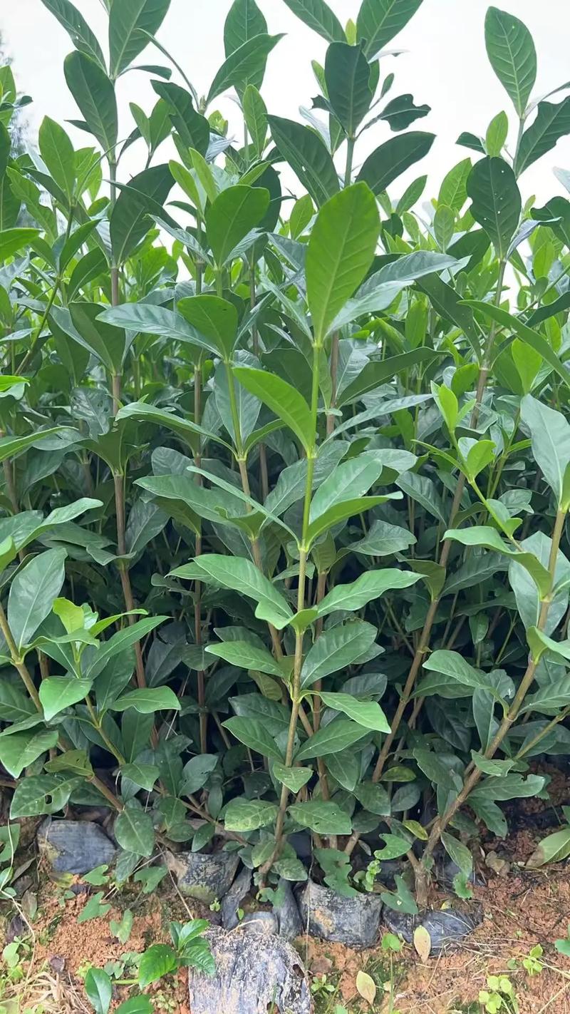 家庭与批发用户差异化询价指南