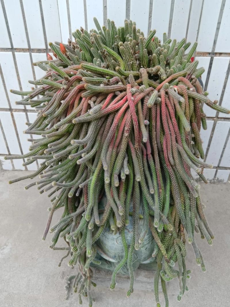 仙人掌是绿植吗?深度解析室内仙人掌的绿植身份 五、结论:仙人掌当然是绿植,但自带个性