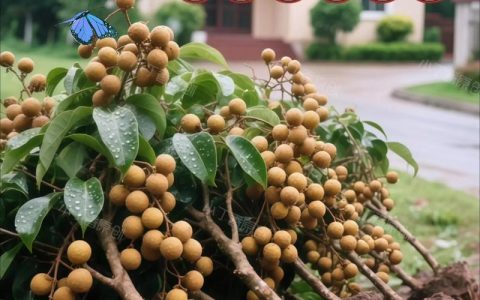 龙眼树苗多少钱一棵？2026年最新价格参考与选购指南