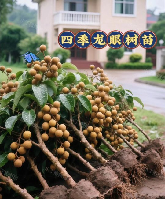 龙眼树苗多少钱一棵？2026年最新价格参考与选购指南
