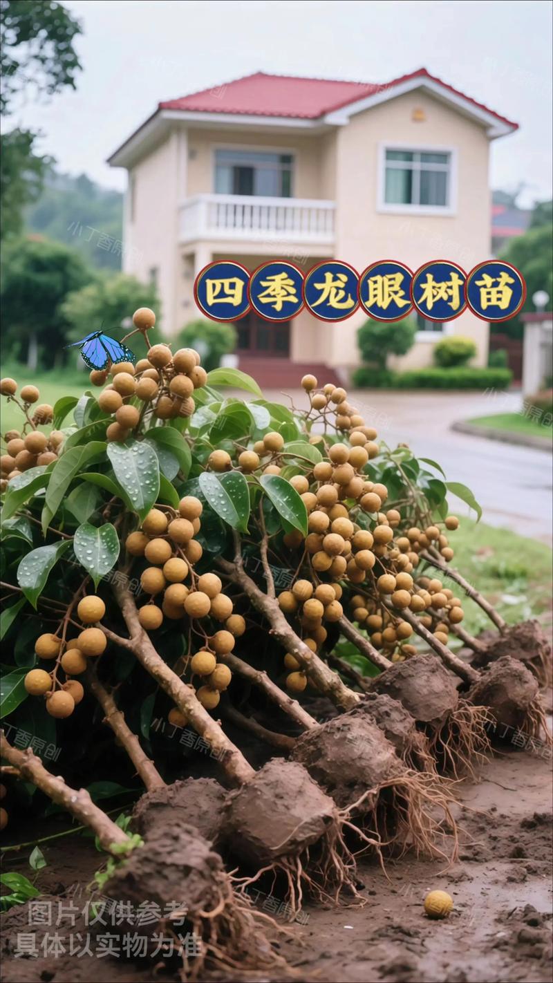 龙眼树苗多少钱一棵?2026年最新价格参考与选购指南 规格决定基础价格:地径0.5-1厘米苗价8-15元,1-2厘米苗价15-30元