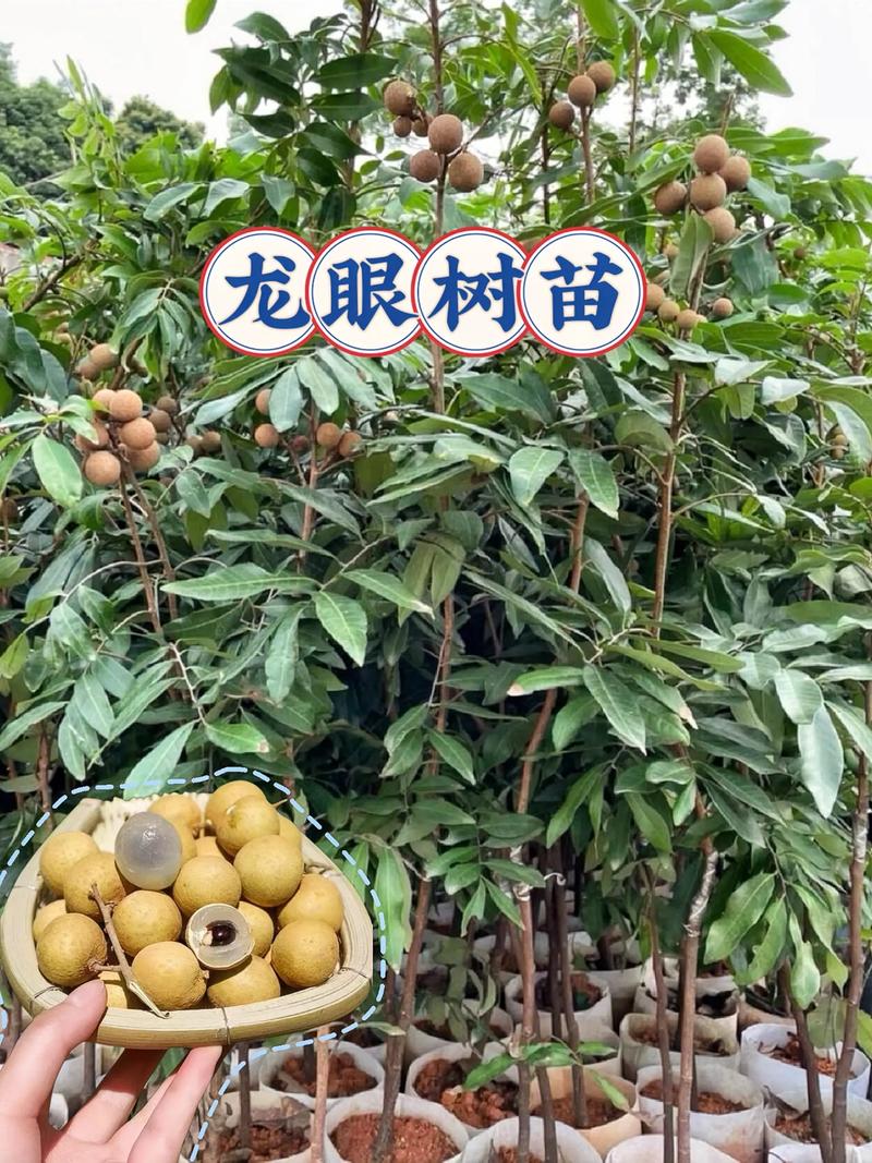 龙眼树苗多少钱一棵?2026年最新价格参考与选购指南 龙眼树苗选购与种植建议
