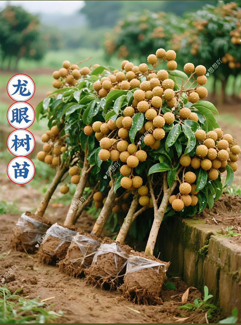 龙眼树苗多少钱一棵?2026年最新价格参考与选购指南 咨询指南