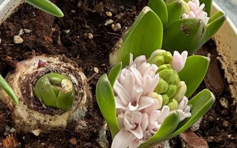 风信子什么时候种植最好？完整指南助你轻松种出爆花球