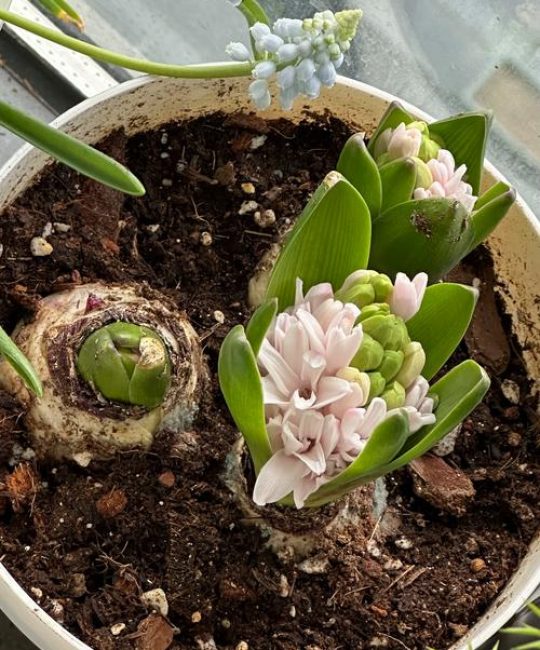 风信子什么时候种植最好？完整指南助你轻松种出爆花球