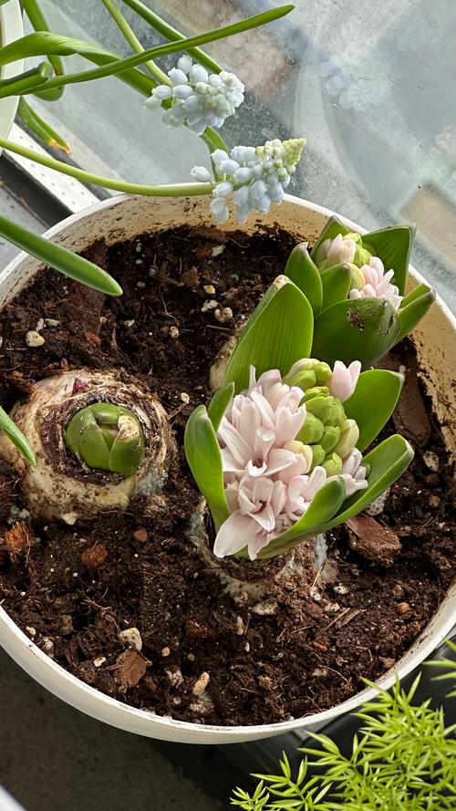 风信子什么时候种植最好?完整指南助你轻松种出爆花球 一、适宜时间