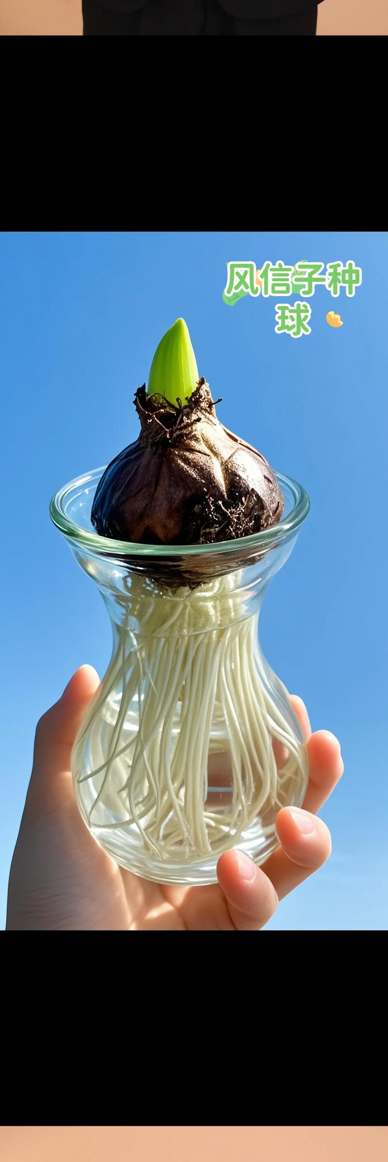 风信子什么时候种植最好?完整指南助你轻松种出爆花球 四、栽植深度