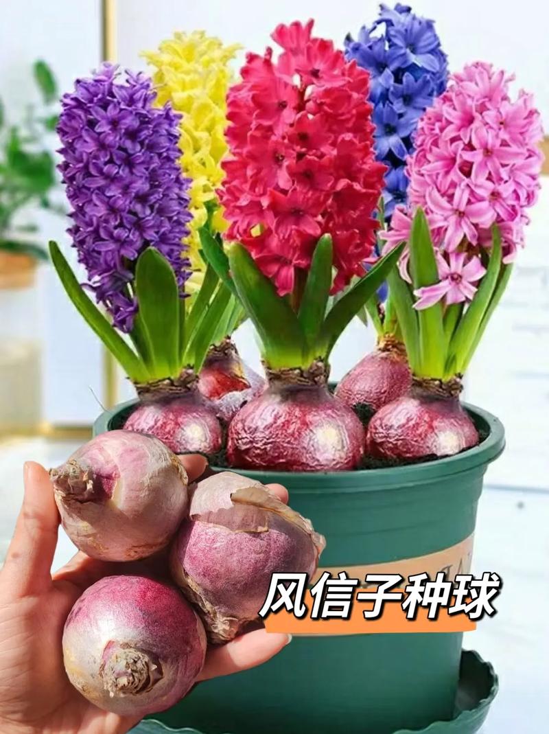 风信子什么时候种植最好?完整指南助你轻松种出爆花球 七、成活注意事项