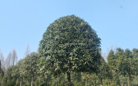 20公分桂花树价格是多少？2026年最新参考区间与影响因素分析