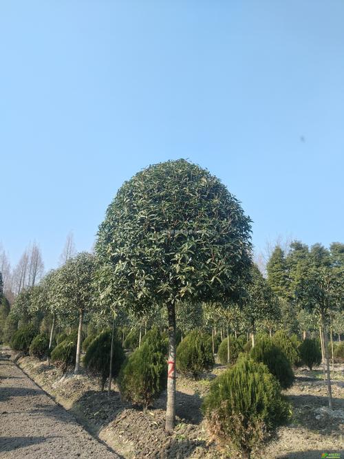 20公分桂花树价格是多少？快速参考区间