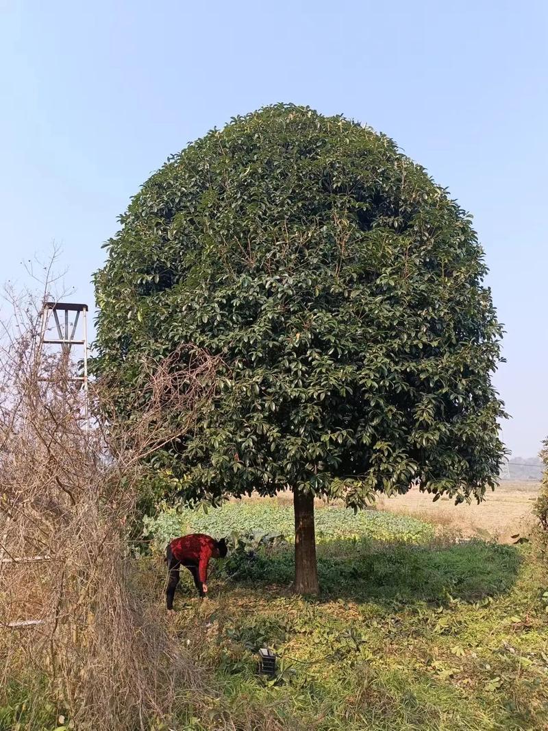 2. 产地因素：哪里的桂花树性价比高？