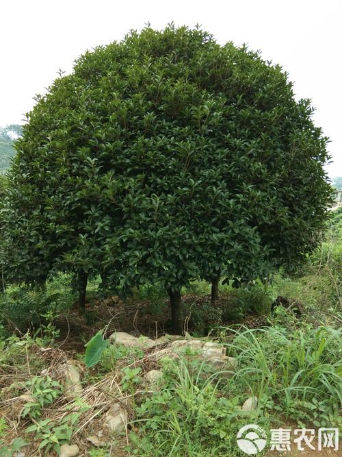 4. 数量因素：批发价与零售价差多少？