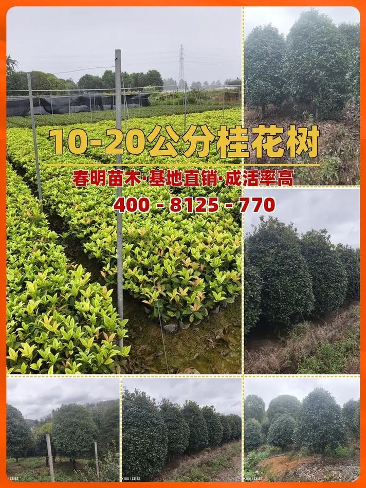 咨询指南：如何获取精准报价？