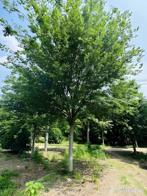 替代法国梧桐的高品质乔木:榉树、栾树与朴树全解析 支撑固定系统方案