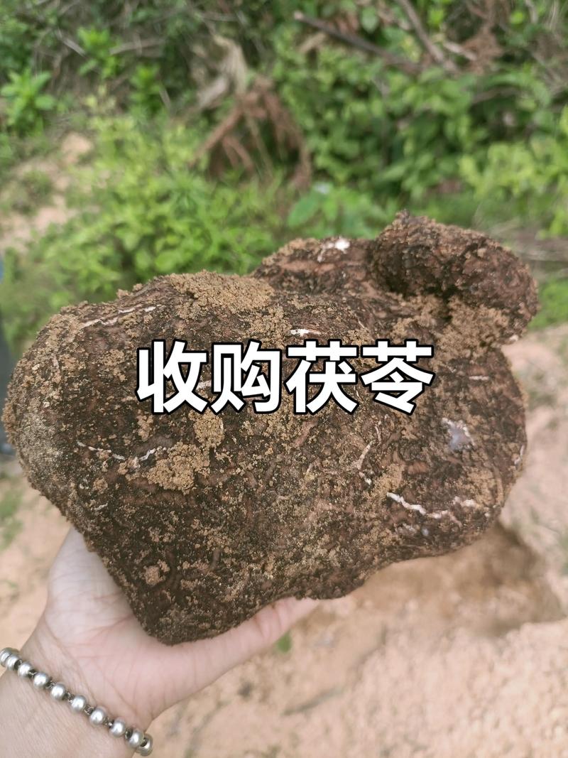茯苓怎么种植?从选地到管理的七步技术指南 二、选地与整地