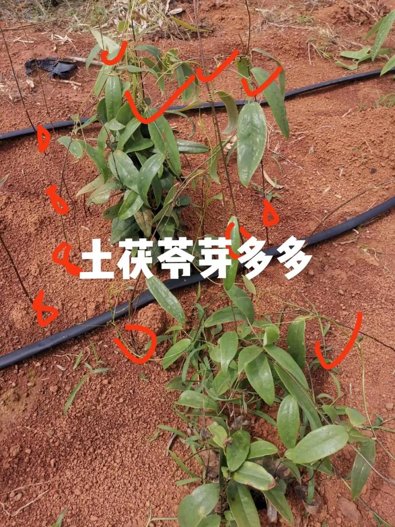 茯苓怎么种植?从选地到管理的七步技术指南 四、接种入窖