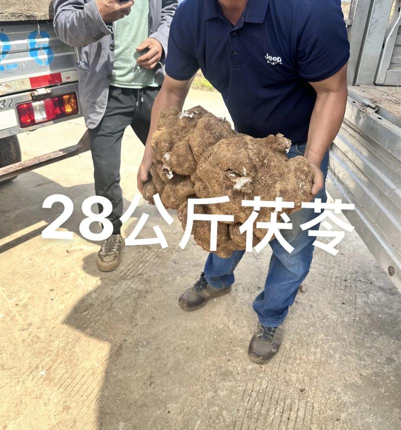 茯苓怎么种植?从选地到管理的七步技术指南 六、发菌期管理(缓苗管理)