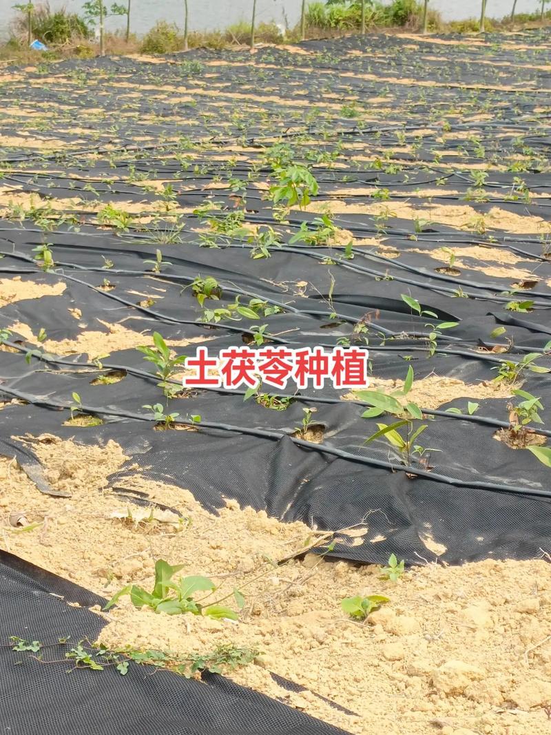 茯苓怎么种植?从选地到管理的七步技术指南 结语