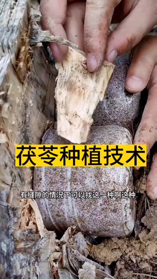 茯苓怎么种植?从选地到管理的七步技术指南 七、成活注意事项与常见问题处理