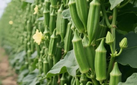 秋葵的种植方法和季节：从播种到收获的全流程指南