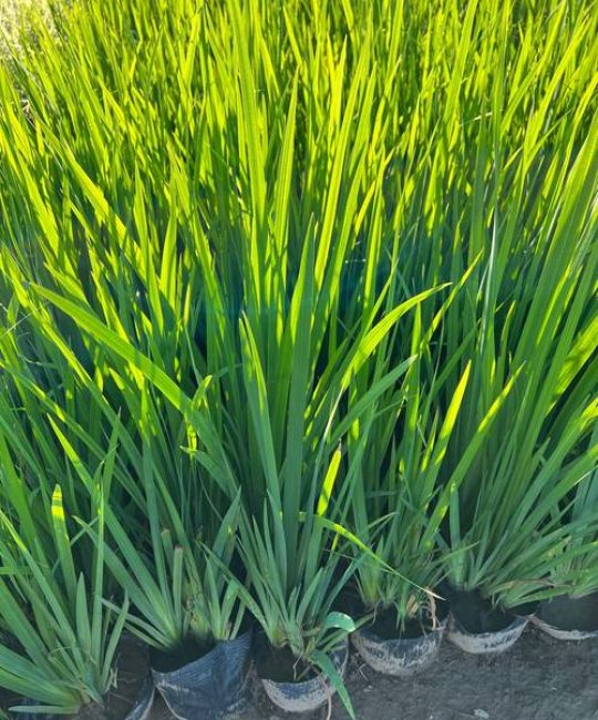 黄菖蒲种植方法全攻略：从选时到成活的7步实操指南（附南北差异）