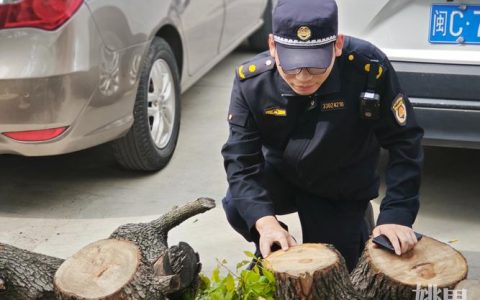 林业法对砍伐几棵树是违法？法律红线与避坑指南