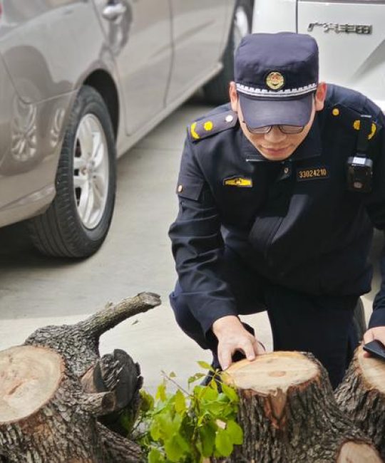 林业法对砍伐几棵树是违法？法律红线与避坑指南