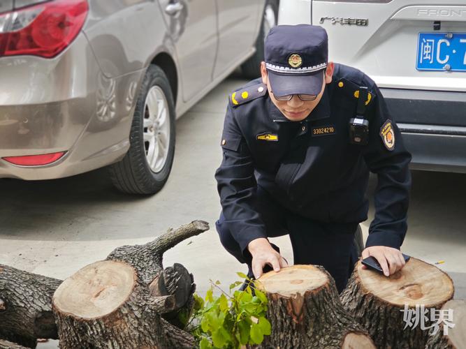 林业法对砍伐几棵树是违法？法律红线与避坑指南