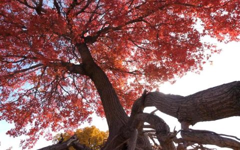有红色的松树吗？红色树皮乔木品种、庭院应用与移栽技术全解析