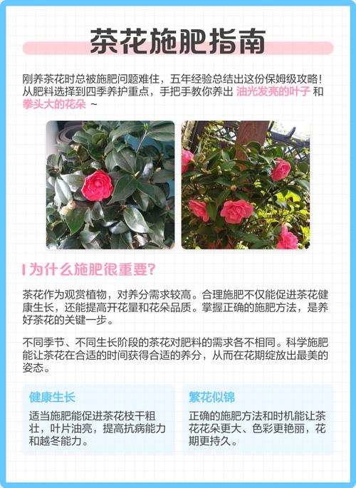 茶花不开花常见原因与解决