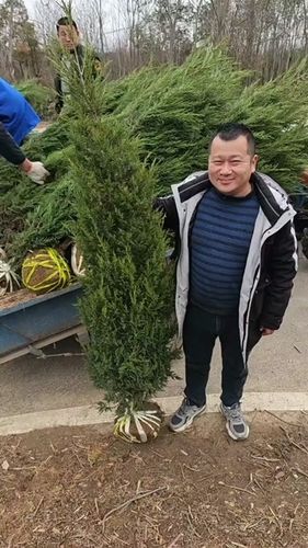 蜀桧树价格:2026年市场报价参考与五大影响因素分析 季节因素:淡旺季价格波动