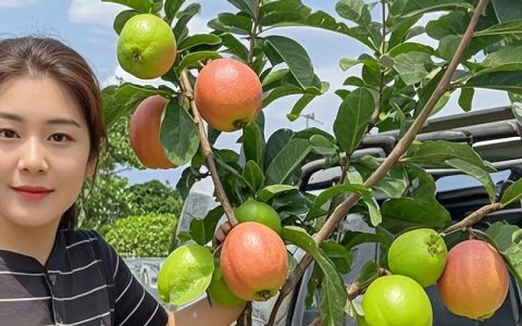 番石榴苗多少钱一棵？2026年价格区间与选购指南